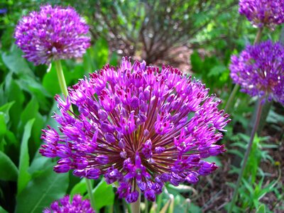 Blooming summer purple