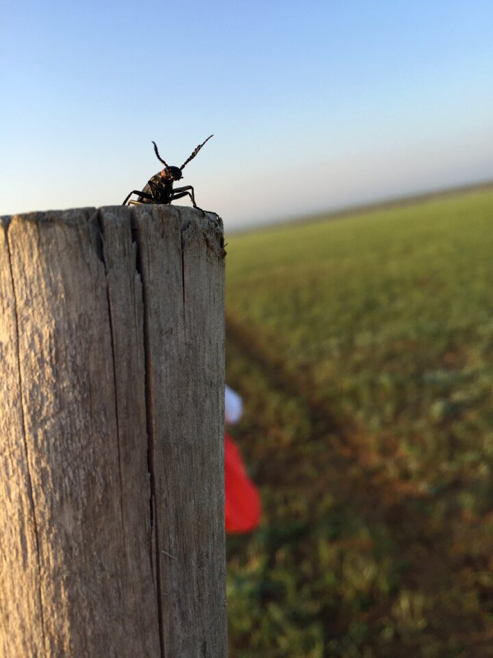 Prairie lll insect