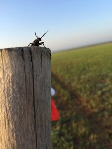 Prairie lll insect