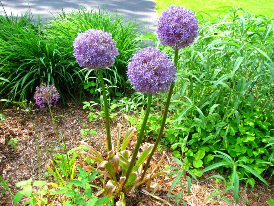 Blooming summer purple