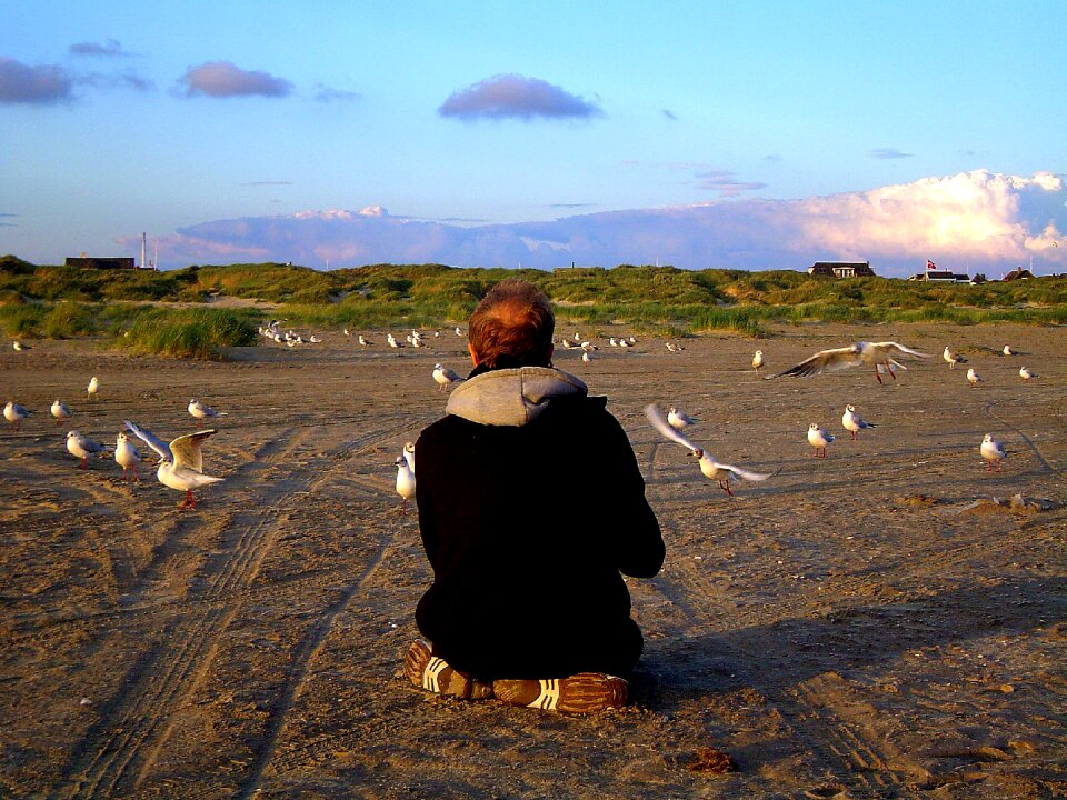 Gulls gulls feed nordsee coast