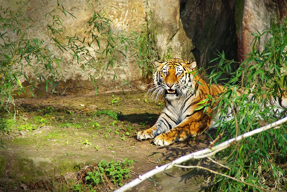 Panthera tigris big cat tiergarten photo