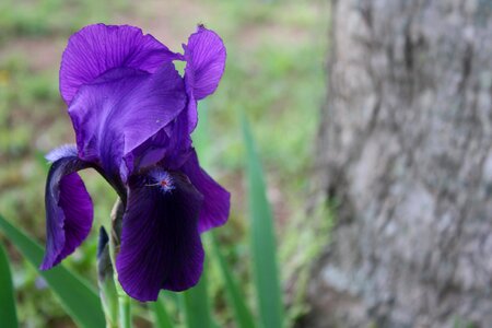 Bloom spring violet photo