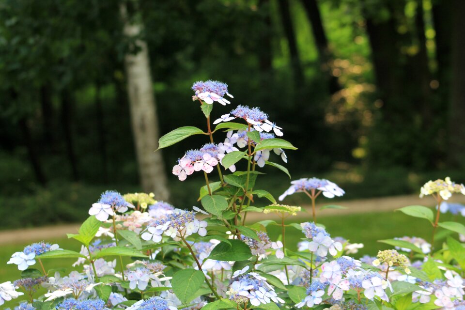 Flowers spa park green