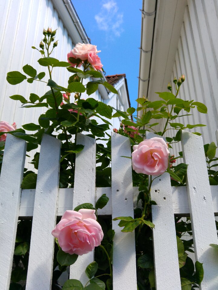 Roses pink picket fence