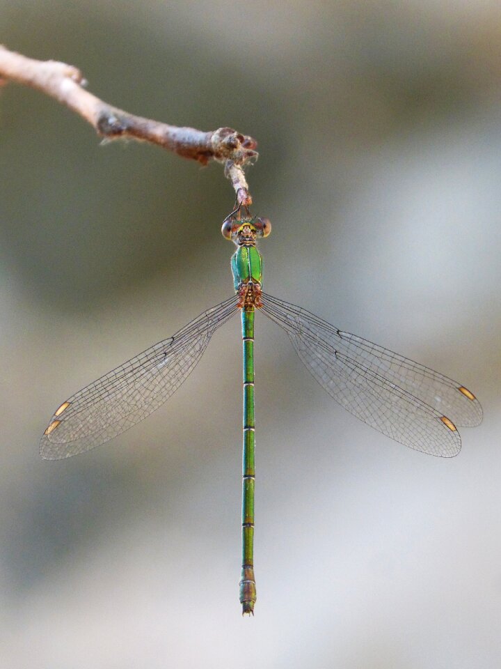 Iridescent beauty branch