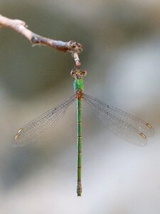 Iridescent beauty branch photo