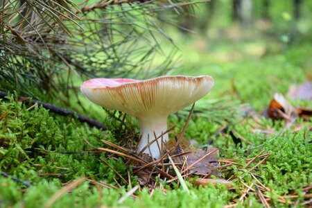 Nature red poisonous mushrooms