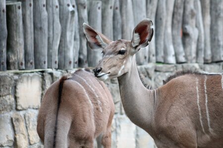 Safari dvur kralove nad labem wildebeest