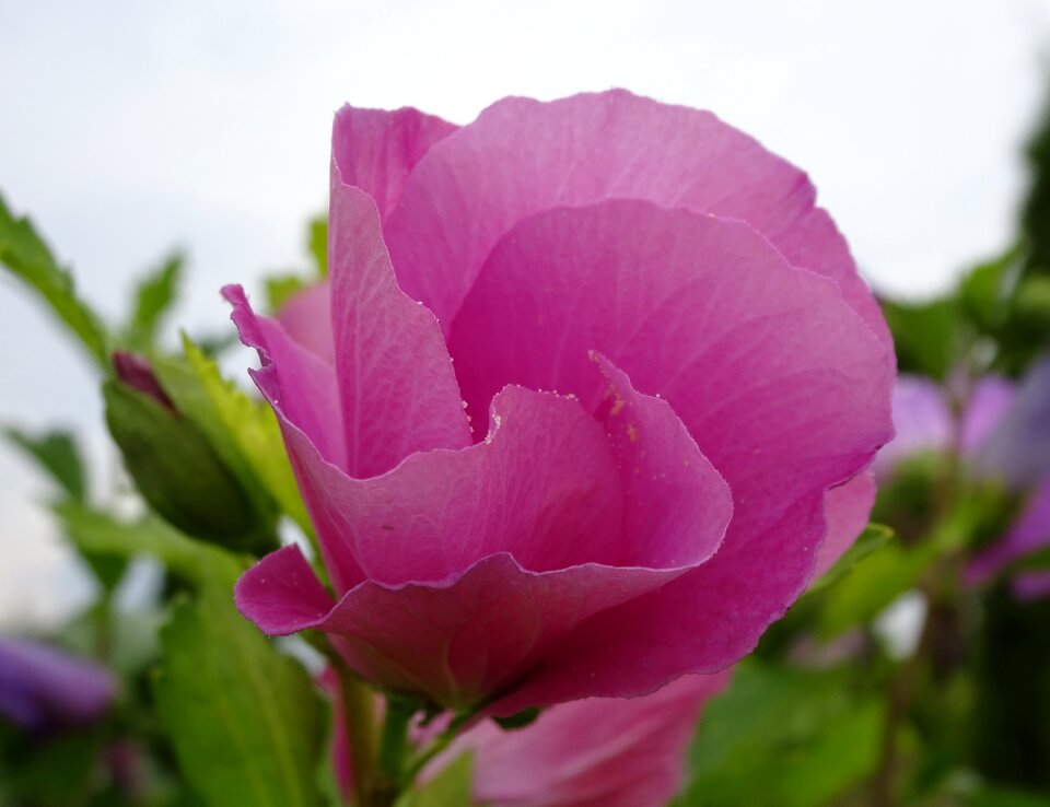 Hedge blossom bloom
