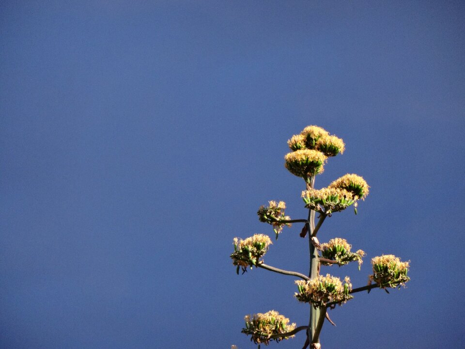 Plant blue sky thunderstorm light