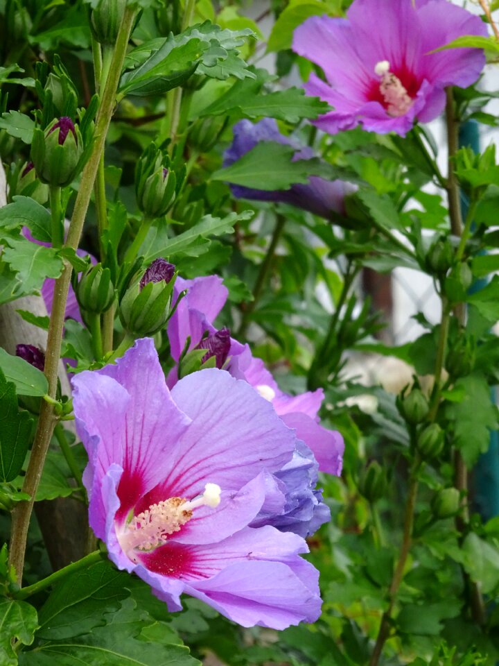 Flowers summer garden