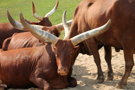 Safari dvur kralove nad labem animal