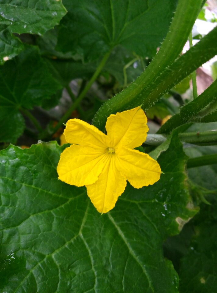 Luffa cylindrica farmhouse flowering