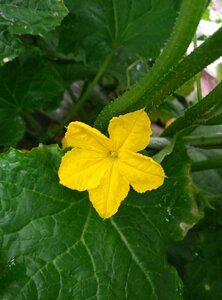 Luffa cylindrica farmhouse flowering
