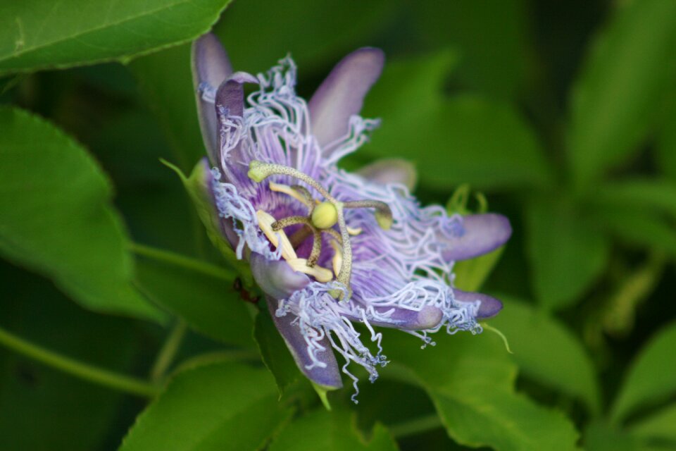 Flower purple plant