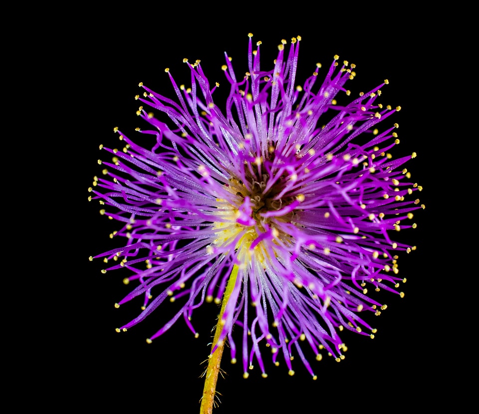 Wild flower small flower purple