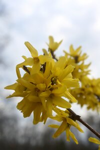 Yellow flowers spring colorful