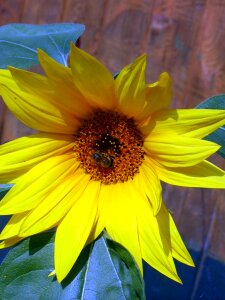 Yellow bee garden photo