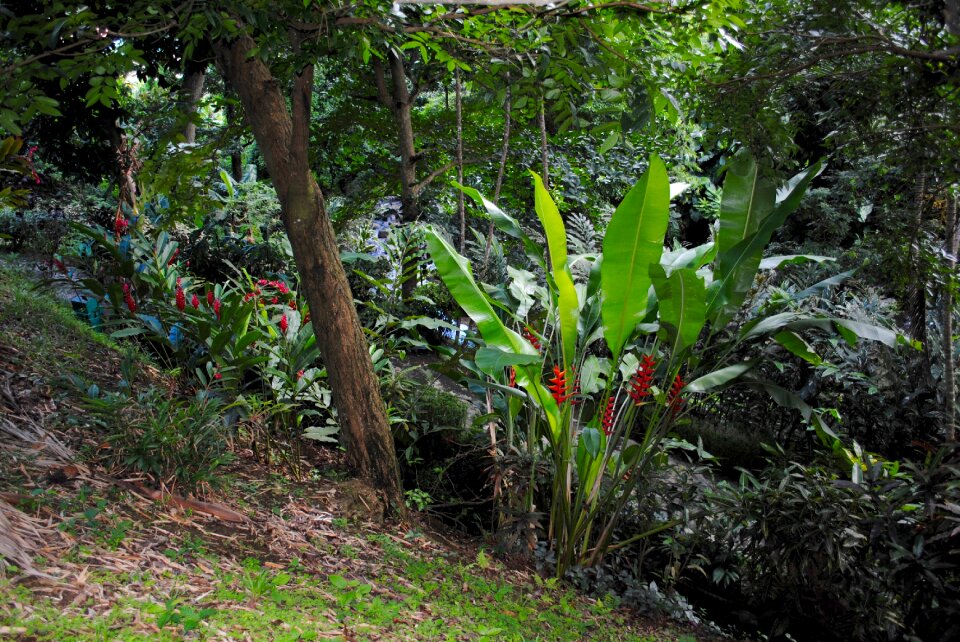 West indies tropical nature