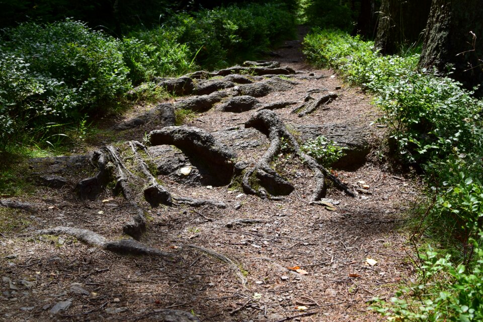 Nature forest path trail