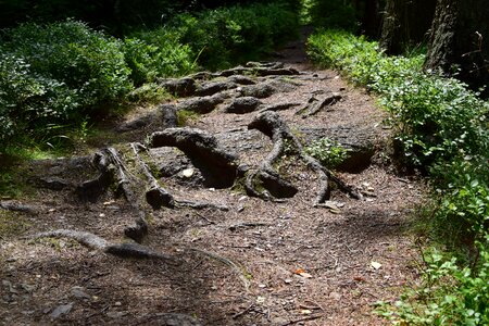 Nature forest path trail