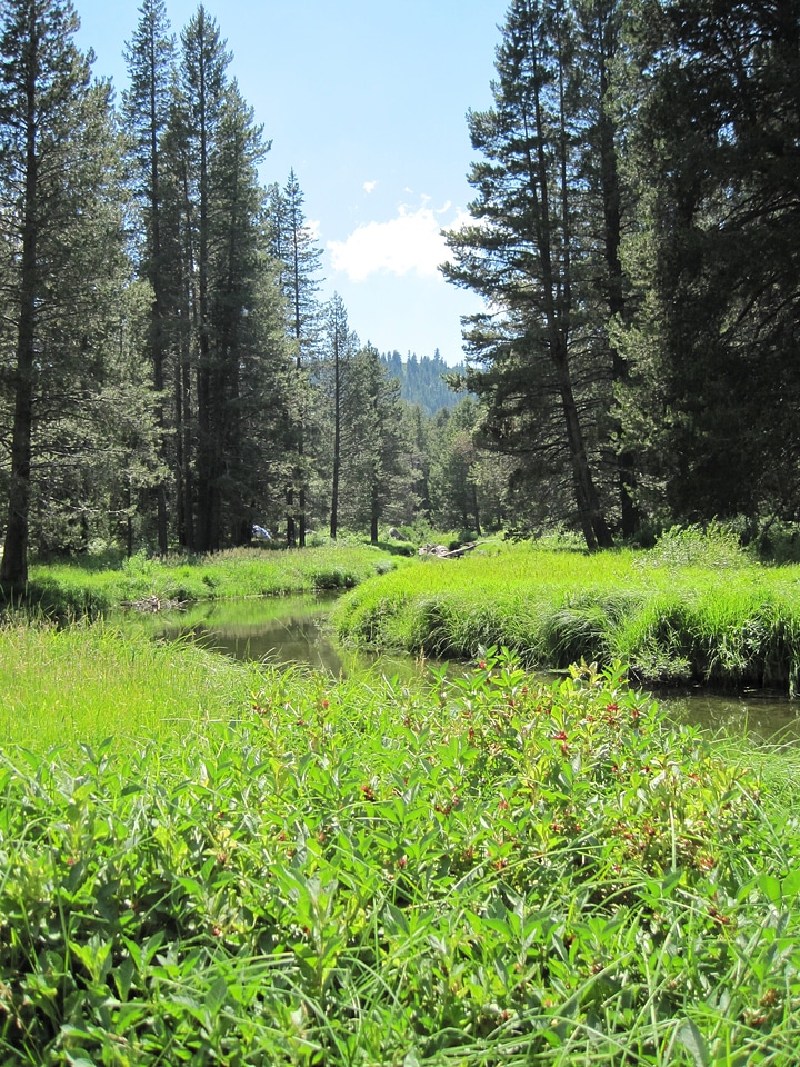 Truckee river water summer
