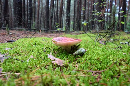 Poisonous mushrooms nature green photo
