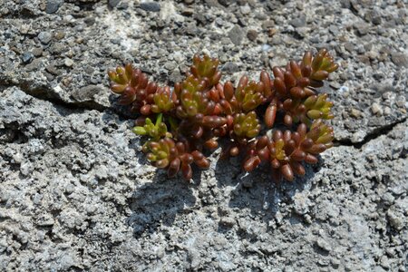 Green stone succulent