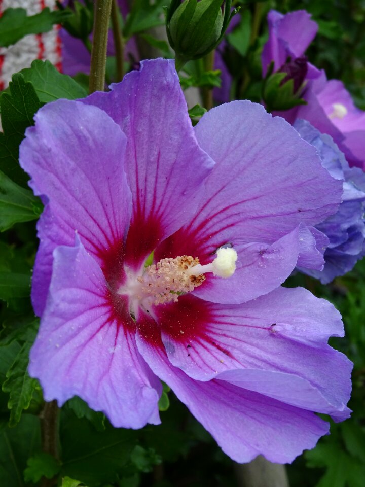 Purple summer garden
