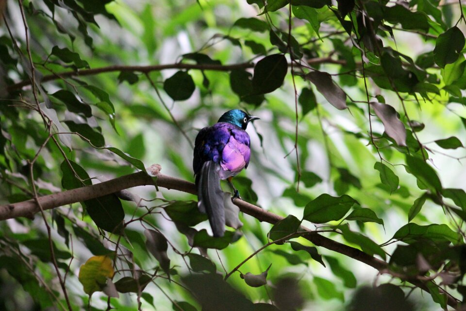 Dvur kralove nad labem colorful bird bird