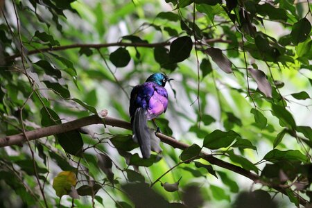 Dvur kralove nad labem colorful bird bird photo