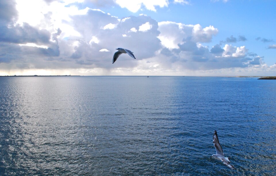 Horizon seagull flight