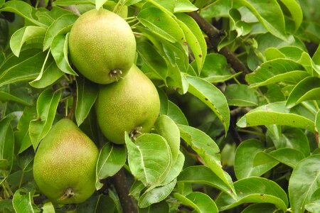 Nature summer vitamins