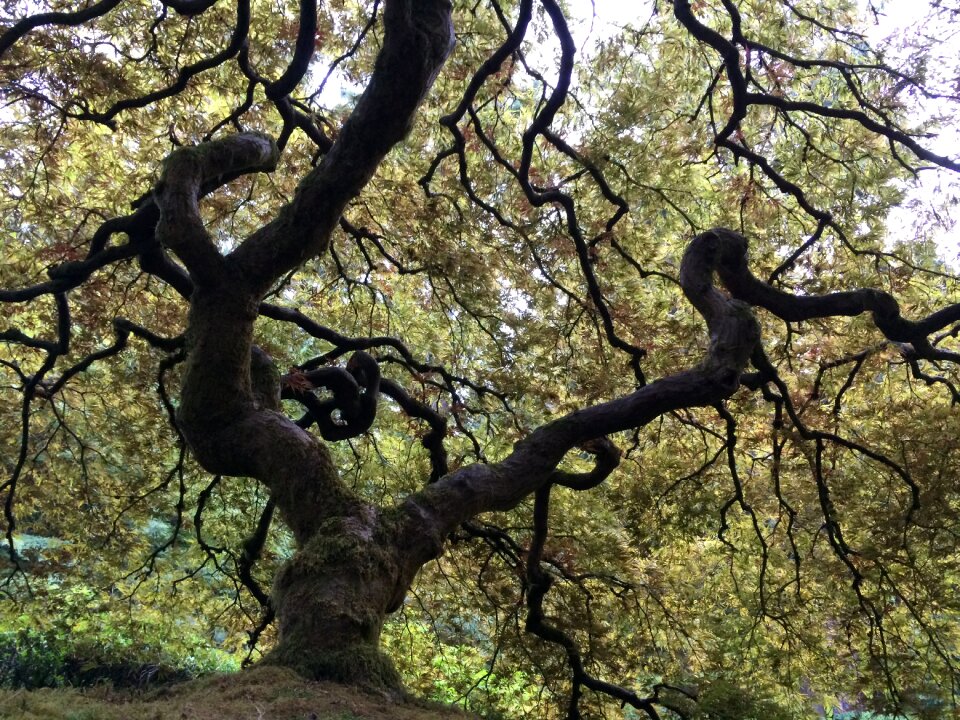 Trunk nature