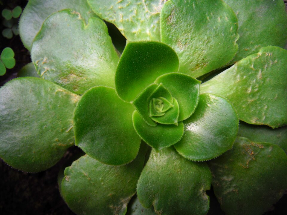 Green nature floral