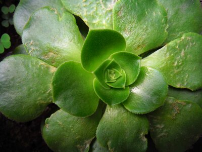 Green nature floral