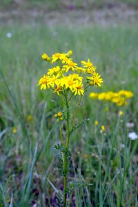 The beasts of the field plant meadow
