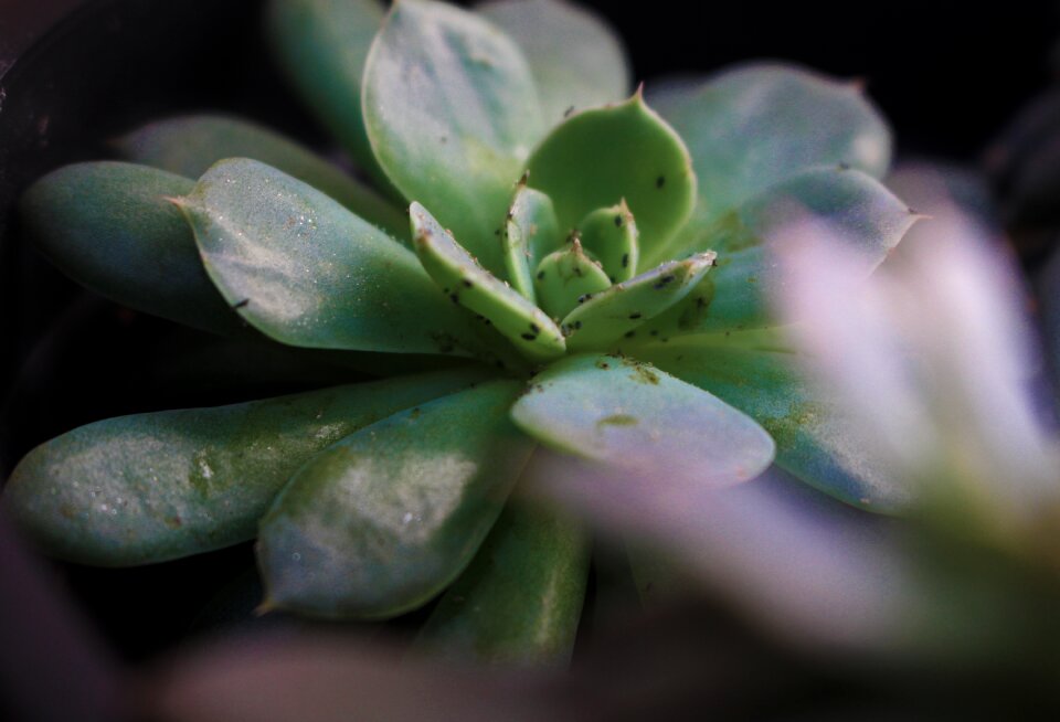 Flower bugs potted plant