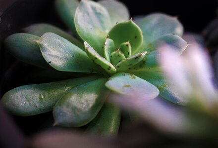 Flower bugs potted plant