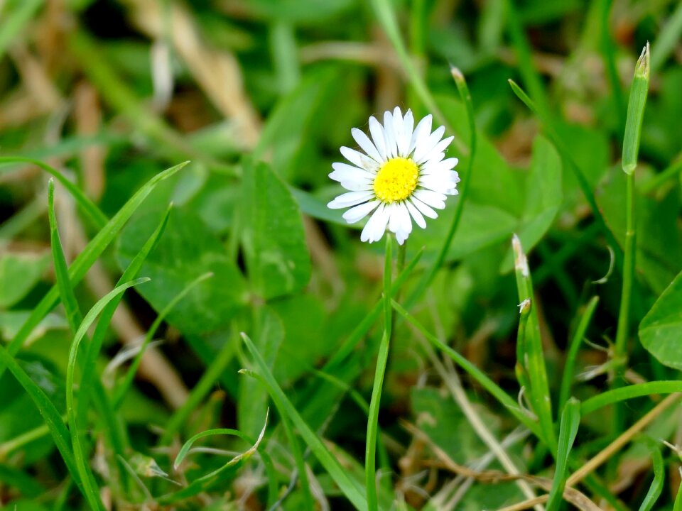 White grass geese flower