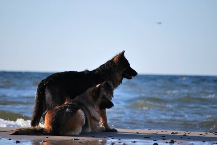 Water the baltic sea sheep-dog photo