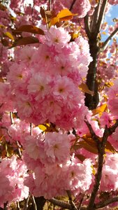 Fruit tree flowers bloom