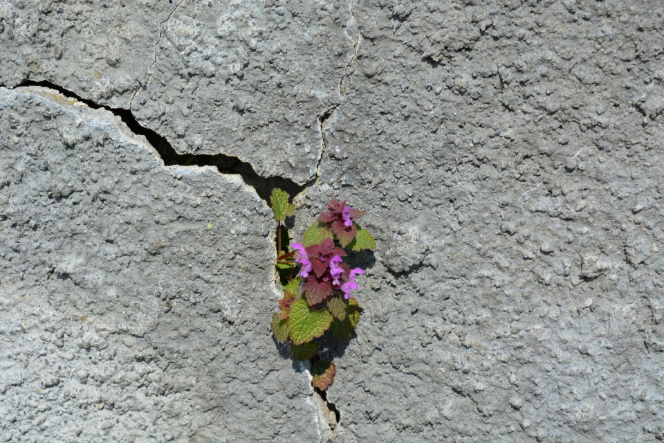 Flower rock green