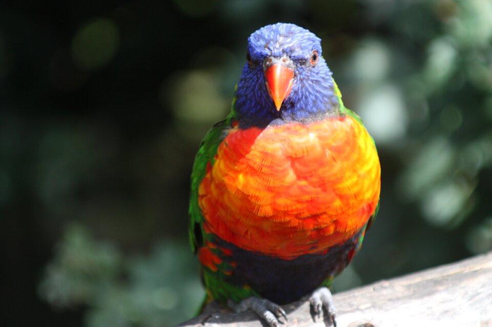 Bird parrots colorful