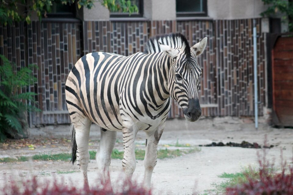 Zoo safari dvur kralove nad labem