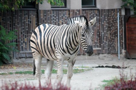 Zoo safari dvur kralove nad labem