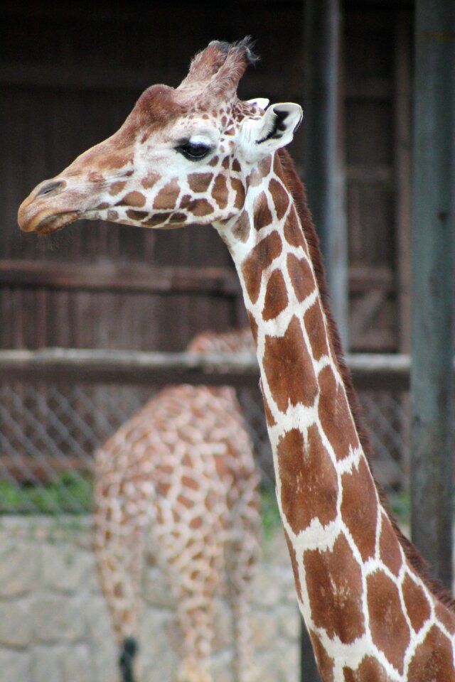 Safari dvur kralove nad labem giraffe