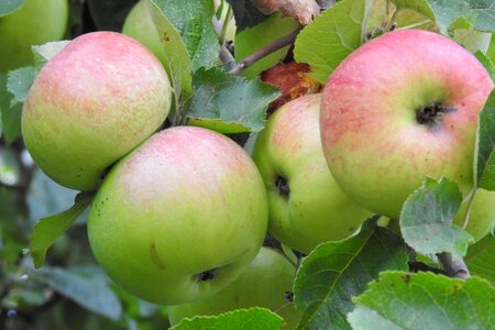 Nature food kernobstgewaechs