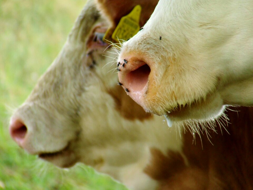 Animal cattle rural